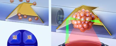illustration of organoid culturing and 3d imagining of organoid
